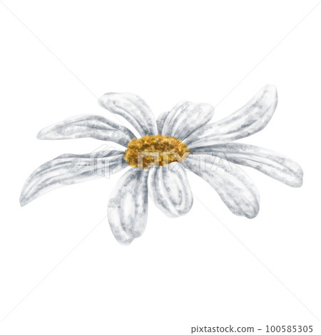 One beautiful white chamomile, side view. On a white background. Design for herbal tea, natural cosmetics, aromatherapy, health products, textiles. 100585305