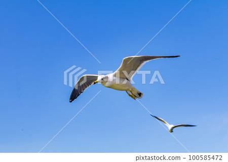 [Image material] Birds gathering around a sightseeing boat (Ine Town, Kyoto Prefecture) 100585472