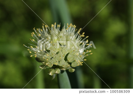 Green onion flower attached to the head of green onion, green onion bozu 100586309