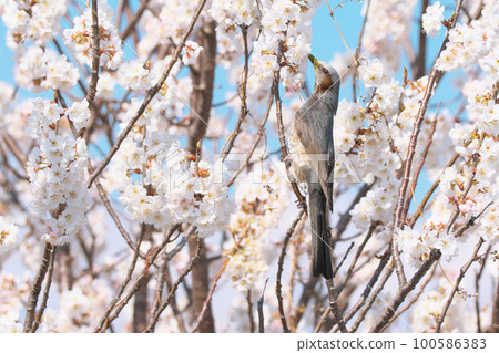 A brown-eared bulbul that stretches its back and sucks nectar from cherry blossoms Wild bird 100586383