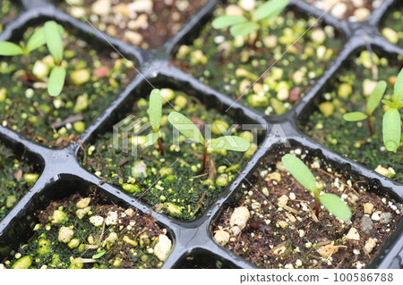 發芽的小萬壽菊子葉 100586788