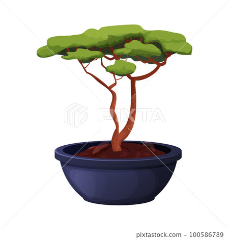 teebaum bonsai Bonsai - Carmona microphylla main image 0
