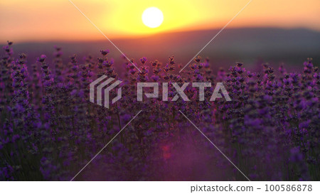 Lavender field at sunset. Blooming purple fragrant lavender flowers against the backdrop of a sunset sky 100586878