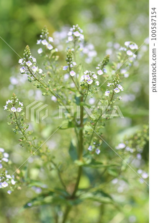 A small blue flower of the invasive alien species Okawajisha that grows in an abandoned paddy field A small blue flower of the invasive alien species Okawajisha that grows in an abandoned paddy field 100587154