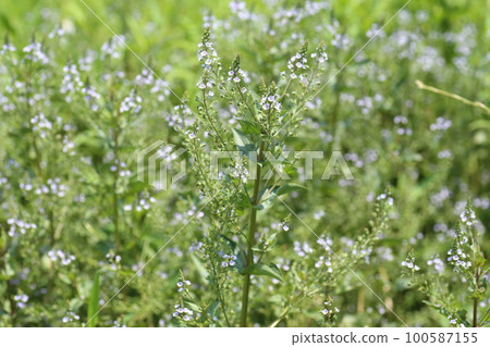 A small blue flower of the invasive alien species Okawajisha that grows in an abandoned paddy field A small blue flower of the invasive alien species Okawajisha that grows in an abandoned paddy field 100587155