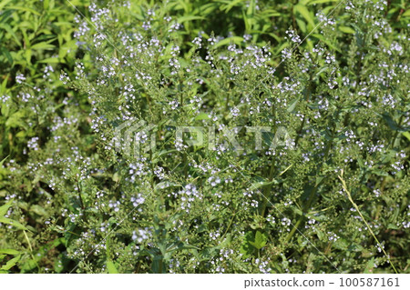 A small blue flower of the invasive alien species Okawajisha that grows in an abandoned paddy field A small blue flower of the invasive alien species Okawajisha that grows in an abandoned paddy field 100587161