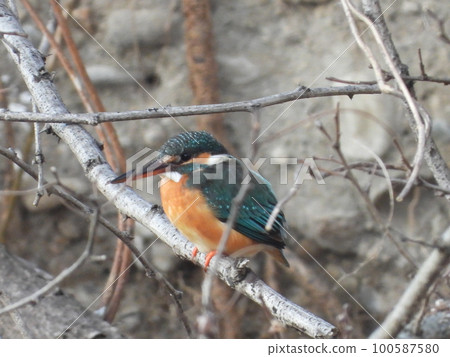 Kingfisher in a nearby stream Kingfisher in a nearby stream 100587580