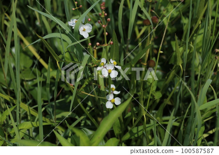Omodaka 的白花在廢棄的稻田中綻放 100587587