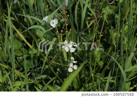 Omodaka 的白花在廢棄的稻田中綻放 Omodaka 的白花在廢棄的稻田中綻放 100587588