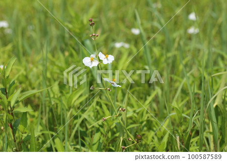 White flowers of Omodaka blooming in abandoned paddy fields White flowers of Omodaka blooming in abandoned paddy fields 100587589