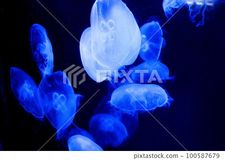 黑暗中漂流的水母[藍色] 100587679