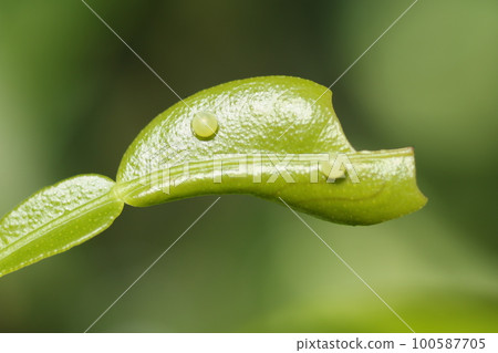 Small swallowtail butterfly eggs laid on yuzu leaves Small swallowtail butterfly eggs laid on yuzu leaves 100587705