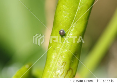 Small swallowtail butterfly eggs laid on yuzu leaves 100587710