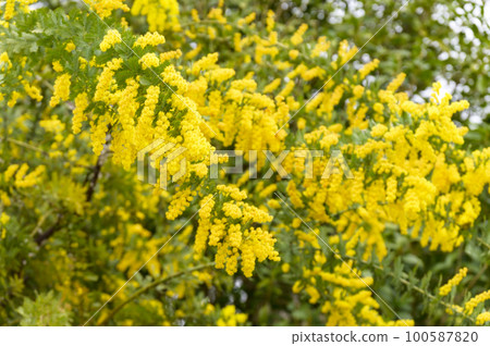dealbata 的黃色花朵,也稱為含羞草 dealbata 的黃色花朵,也稱為含羞草 100587820