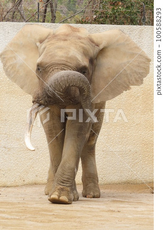 馬爾米大象 100588293