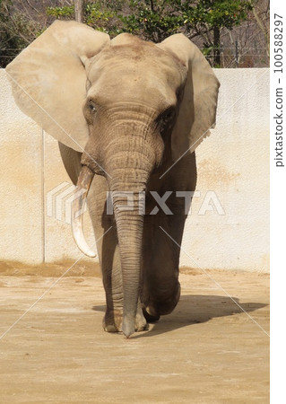 Approaching forest elephant 100588297