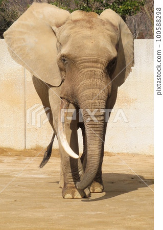 Approaching forest elephant 100588298