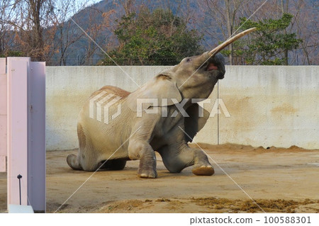 躺著的森林大象 躺著的森林大象 100588301