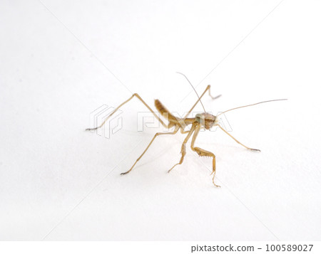 close up of baby praying mantis 100589027