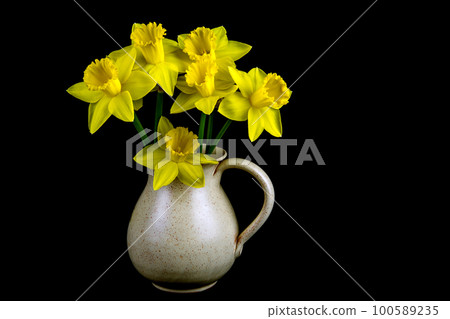 Bunch of Daffodils in an Old Earthenware Wine Jug on a Black Background Bunch of Daffodils in an Old Earthenware Wine Jug on a Black Background 100589235