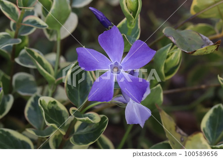 Purple periwinkle flowers blooming in an early spring garden in Japan 100589656
