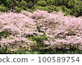 河津櫻花 100589754
