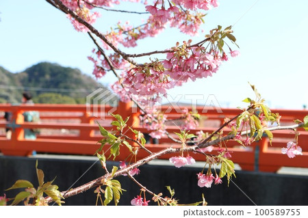 櫻花和欄杆 100589755