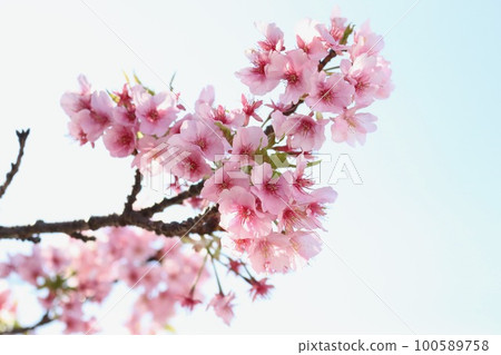 Sakura Kawazu Sakura Kawazu 100589758