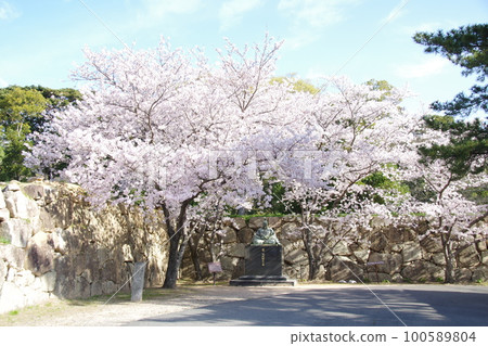 萩城櫻花和石牆 100589804