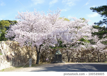 萩城櫻花和石牆 萩城櫻花和石牆 100589805