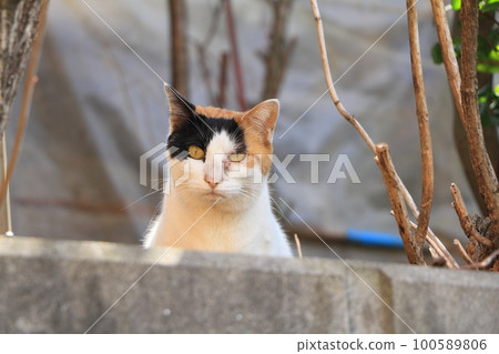 Cute little cat 100589806