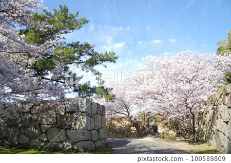 萩城櫻花和石牆 100589809
