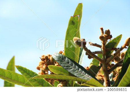 Loquat tree with small fruits 100589831