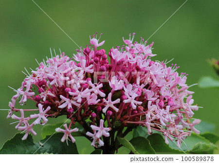 粉紅色的小花，深粉紅色的花蕾 100589878