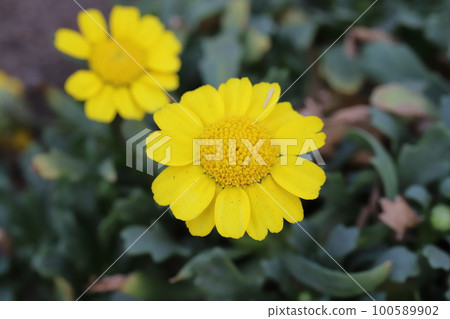 Yellow chrysanthemum multicore flowers blooming in a Japanese early spring garden 100589902