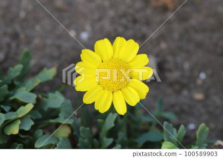Yellow chrysanthemum multicore flowers blooming in a Japanese early spring garden 100589903