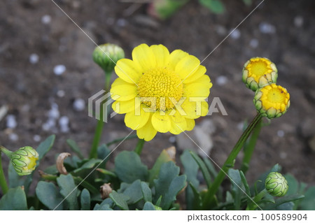 Yellow chrysanthemum multicore flowers blooming in a Japanese early spring garden Yellow chrysanthemum multicore flowers blooming in a Japanese early spring garden 100589904
