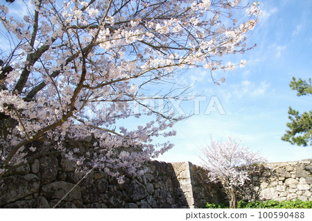 萩城石牆和櫻花 100590488