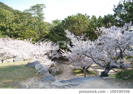 Hagi Castle Cherry Blossoms Hagi Castle Cherry Blossoms 100590506