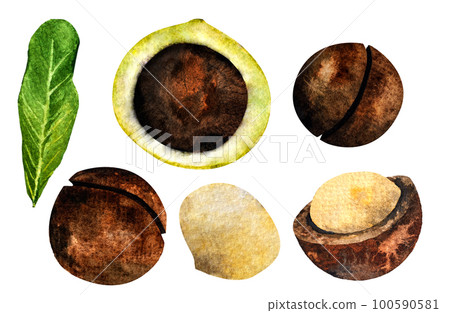 Macadamia nut watercolor. Clipart watercolor macadamia nuts.pattern Macadamia nut watercolor. Clipart watercolor macadamia nuts.pattern 100590581