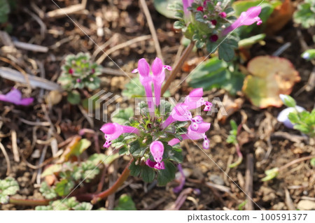 Tiny pink flowers with red spots of the hotokenoza in bloom in a field in early spring in Japan Tiny pink flowers with red spots of the hotokenoza in bloom in a field in early spring in Japan 100591377