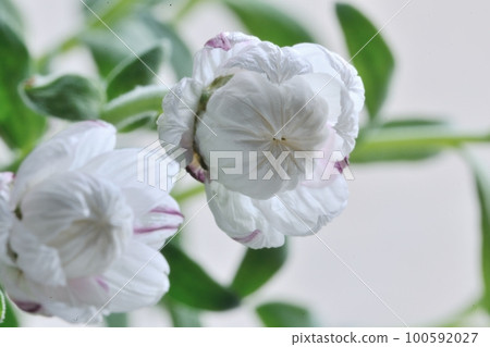 即將開花的兩朵花kanzashi 100592027