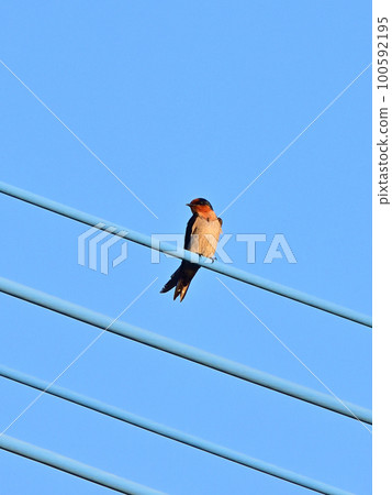 Ryukyubu swallow 100592195