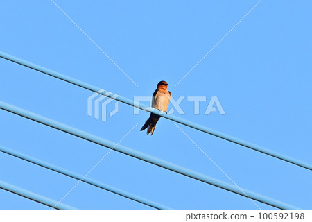 Ryukyubu swallow 100592198