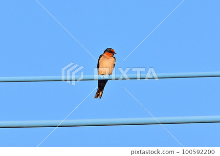 Ryukyubu swallow Ryukyubu swallow 100592200
