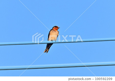 Ryukyubu swallow Ryukyubu swallow 100592209