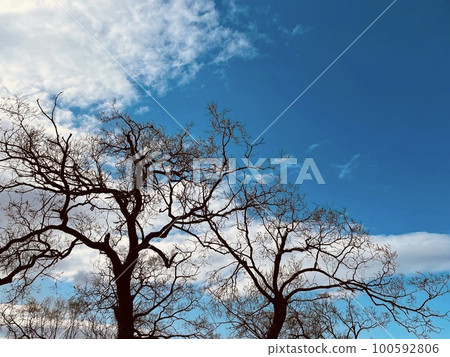 blue sky and two trees 100592806