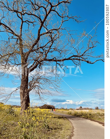From winter to spring, trees, blue skies and paths 100592807