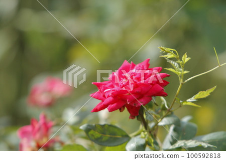 Arao City Ominous Citizen Flower Bed Rose Flower, 100592818