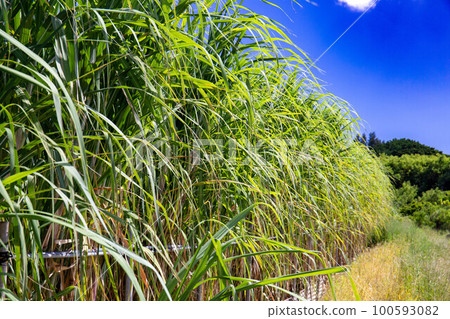 Sugar Cane field Sugar Cane field 100593082